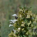 Image of Lagochilus platycalyx Schrenk ex Fisch. & C. A. Mey.