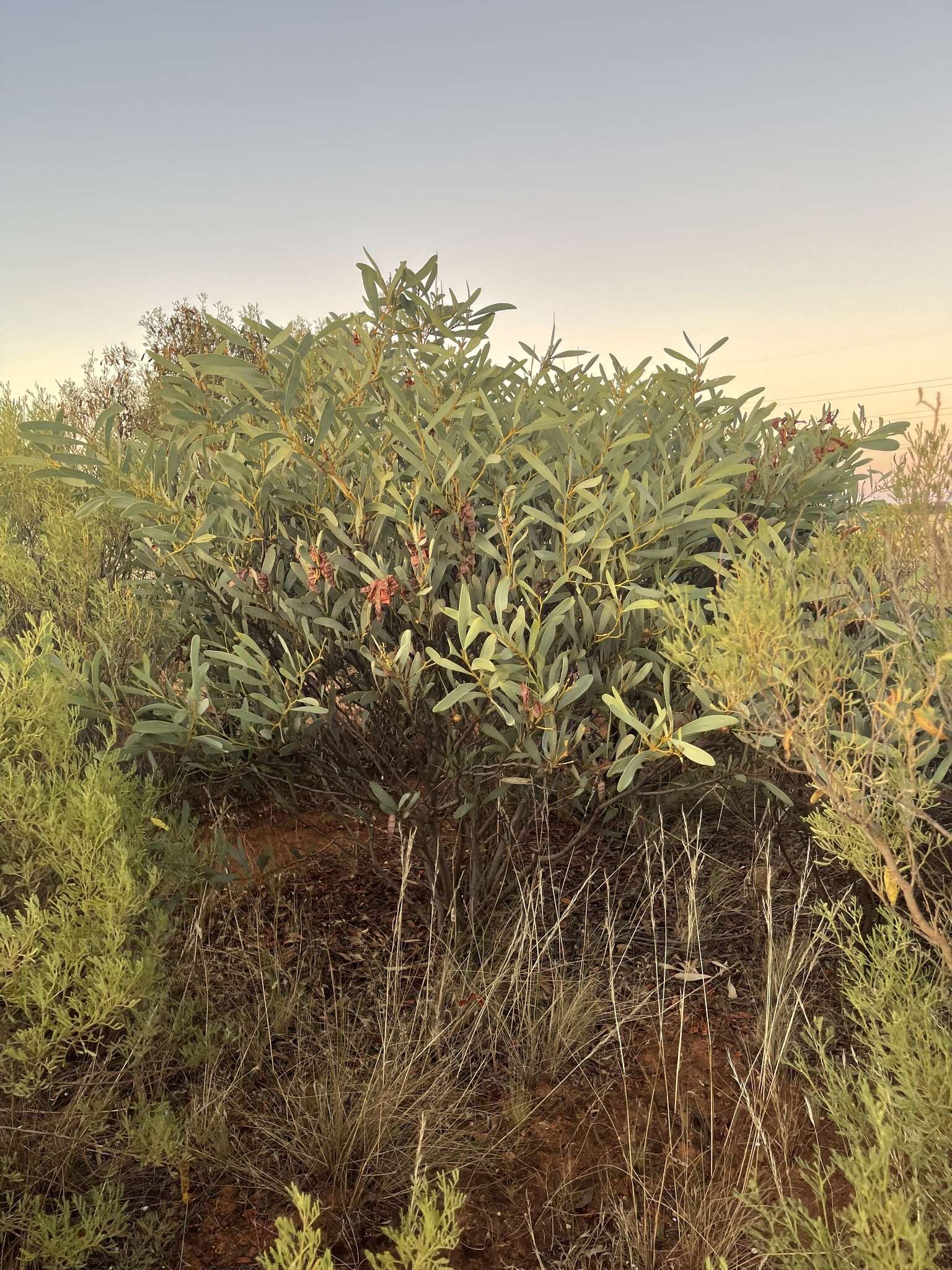 Plancia ëd Acacia notabilis F. Muell.