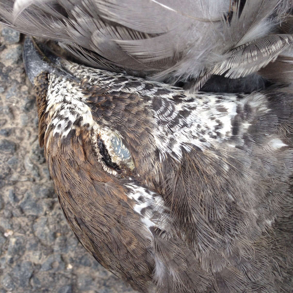 Image of Dusky Grouse