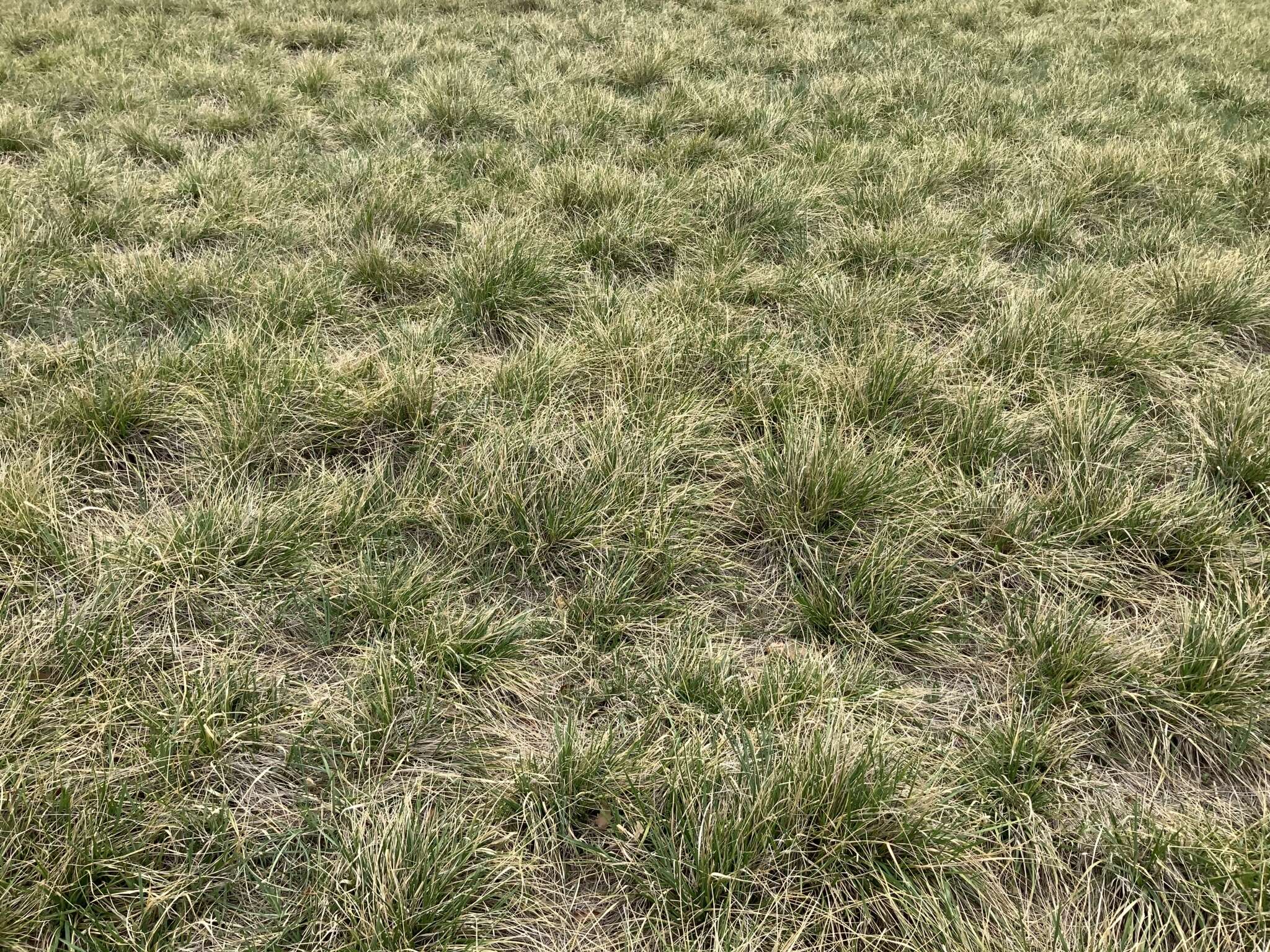 Image of Uruguayan needlegrass