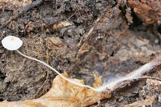 Image of Mycena mirata (Peck) Sacc. 1887