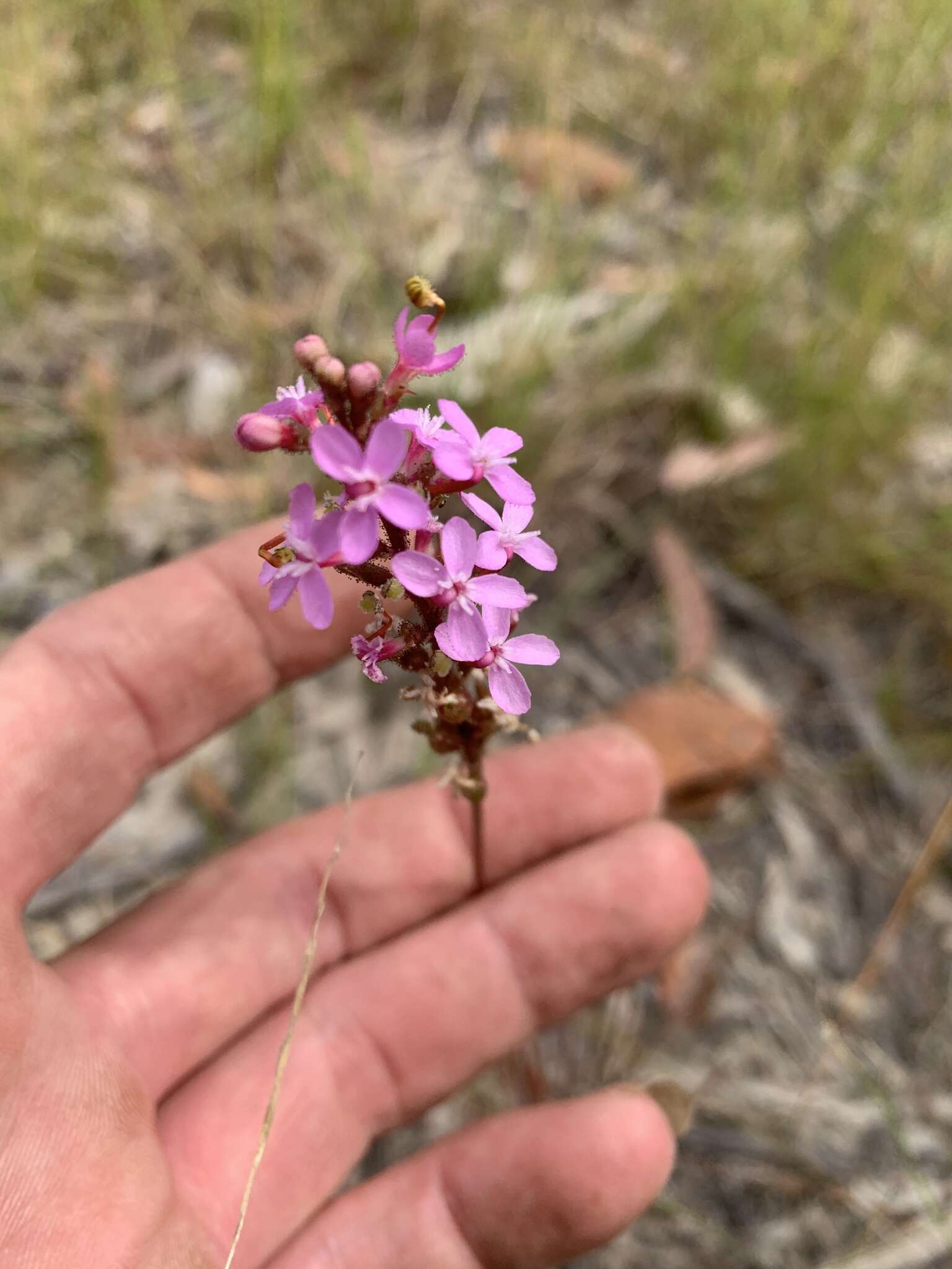 Image of Stylidium graminifolium Sw. ex Willd.