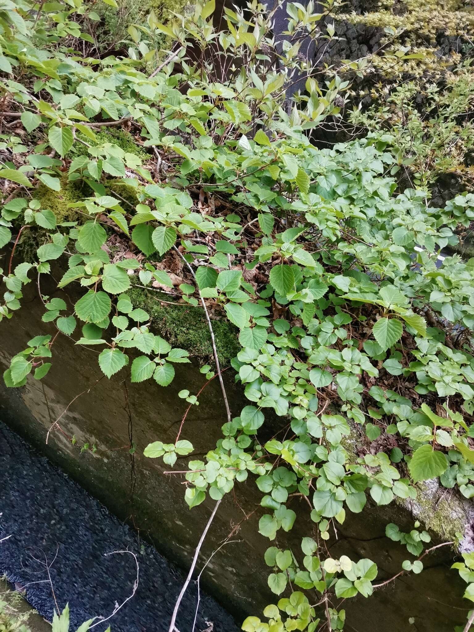 Image of Climbing hydrangea vine