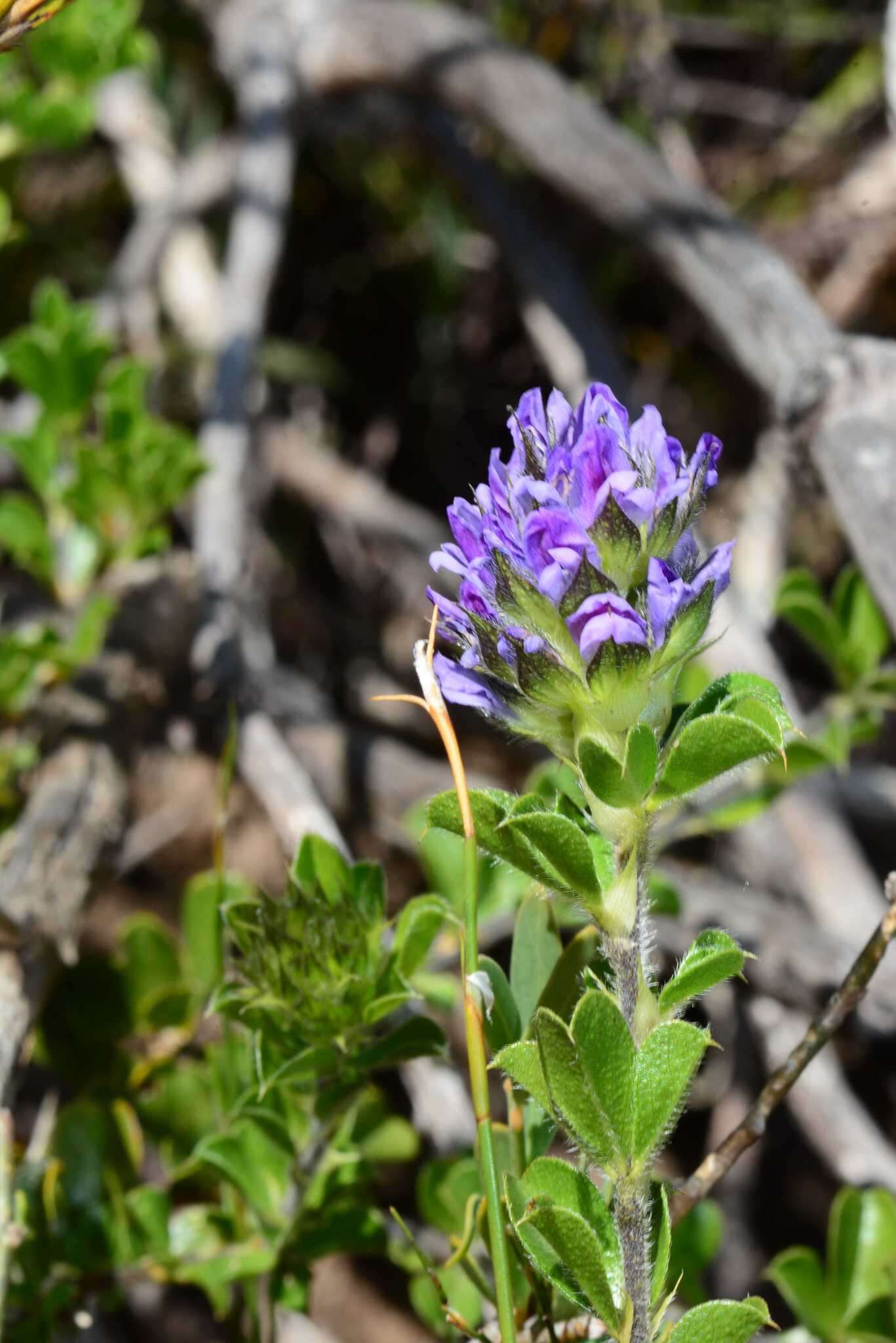 Otholobium fruticans (L.) C. H. Stirt.的圖片