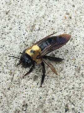 Image of Xylocopa virginica virginica (Linnaeus 1771)