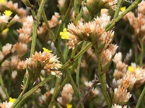 Image of Limonium australe var. australe