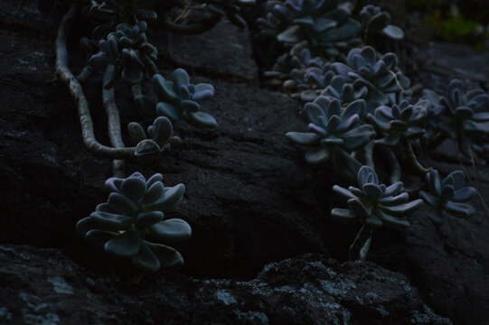 Image of Graptopetalum amethystinum (Rose) Walther