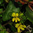 Image of Euphrasia chrysantha Phil.