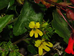 Imagem de Euphrasia chrysantha Phil.