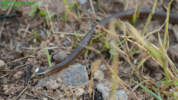 Image of Japanese Keelback