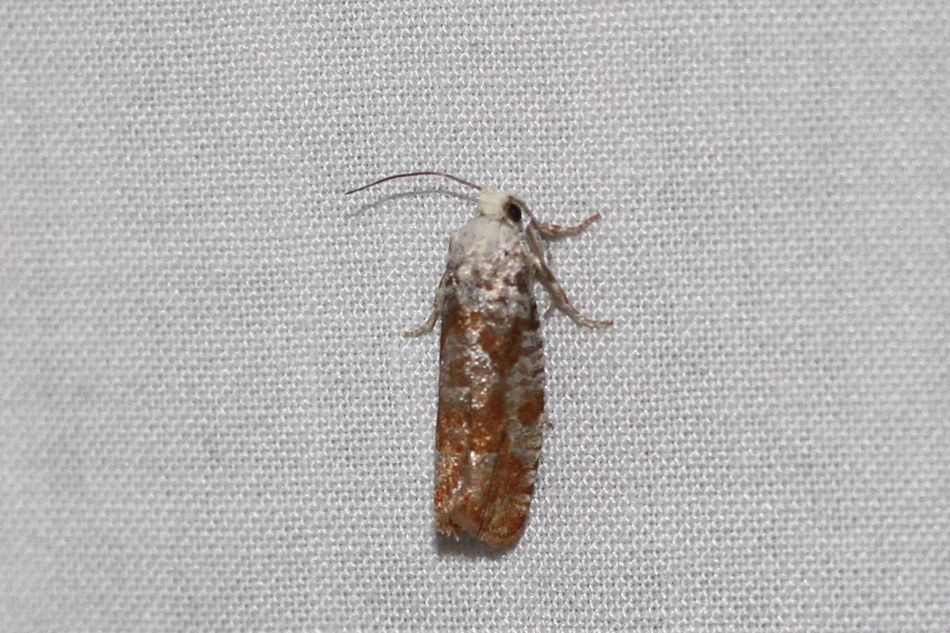 Image of Pitch Twig Moth