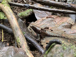 Anolis marsupialis Taylor 1956 resmi