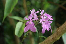 Image of Epidendrum centropetalum Rchb. fil.