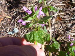 Image of Lamium confertum Fr.