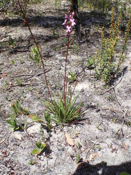 Image of Stylidium armeria subsp. armeria