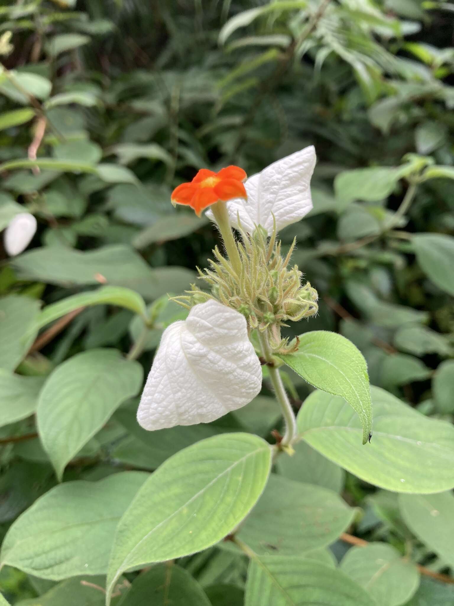 Image of White flag bush