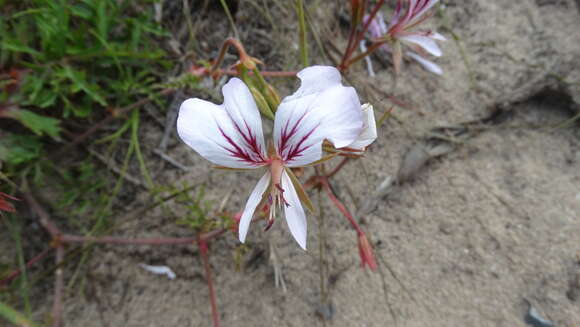 Image of Pelargonium longicaule Jacq.