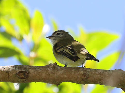 Imagem de Phyllomyias fasciatus (Thunberg 1822)