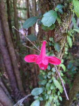 Imagem de Asteranthera ovata (Cav.) Hanst.