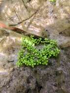 Image of small waterwort