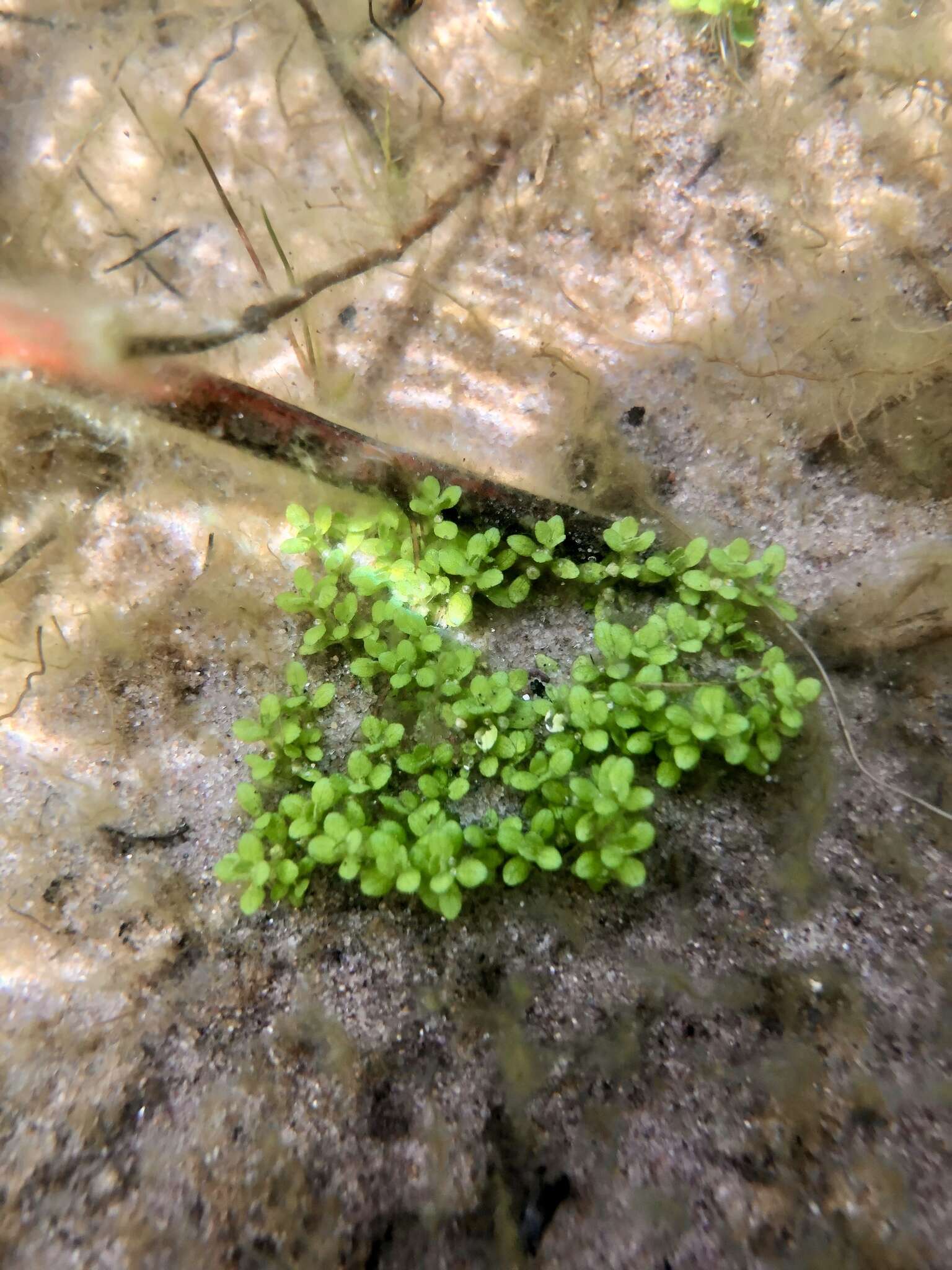 Image of small waterwort