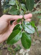 Rhamnus glandulosa Ait. resmi