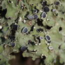 Слика од <i>Pseudocyphellaria pubescens</i>