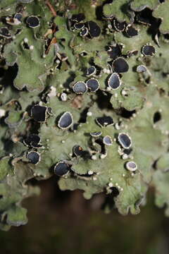 Image of <i>Pseudocyphellaria pubescens</i>