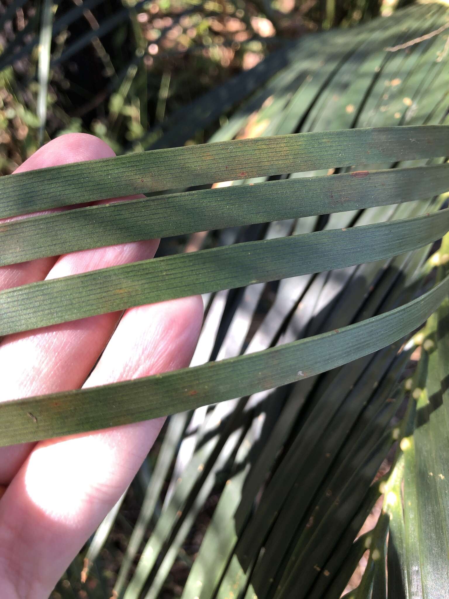 Image of Macrozamia miquelii (F. Muell.) A. DC.