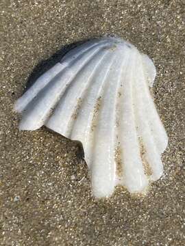 Image of Japanese baking scallop