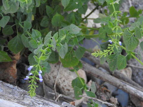 Image of Salvia languidula Epling