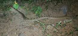 Imagem de Crotalus ruber lucasensis Van Denburgh 1920