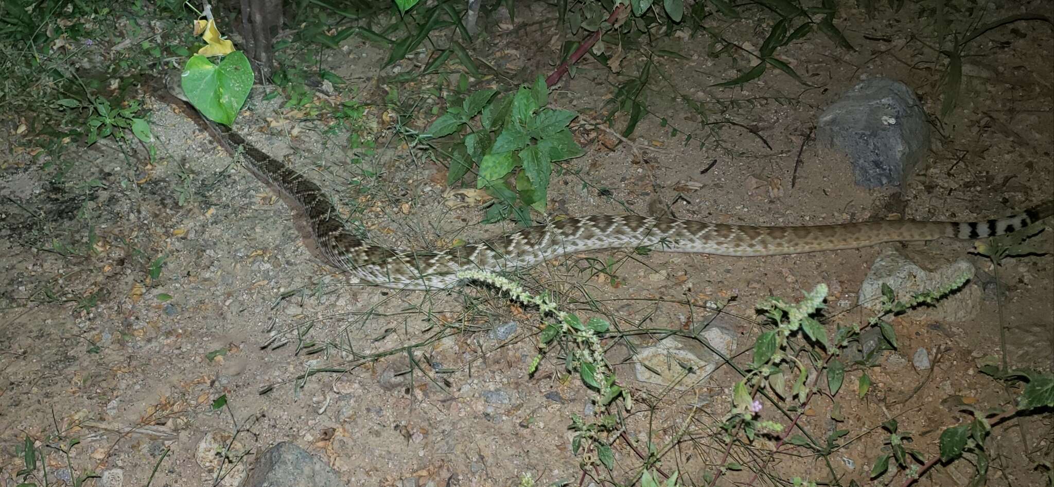 Imagem de Crotalus ruber lucasensis Van Denburgh 1920