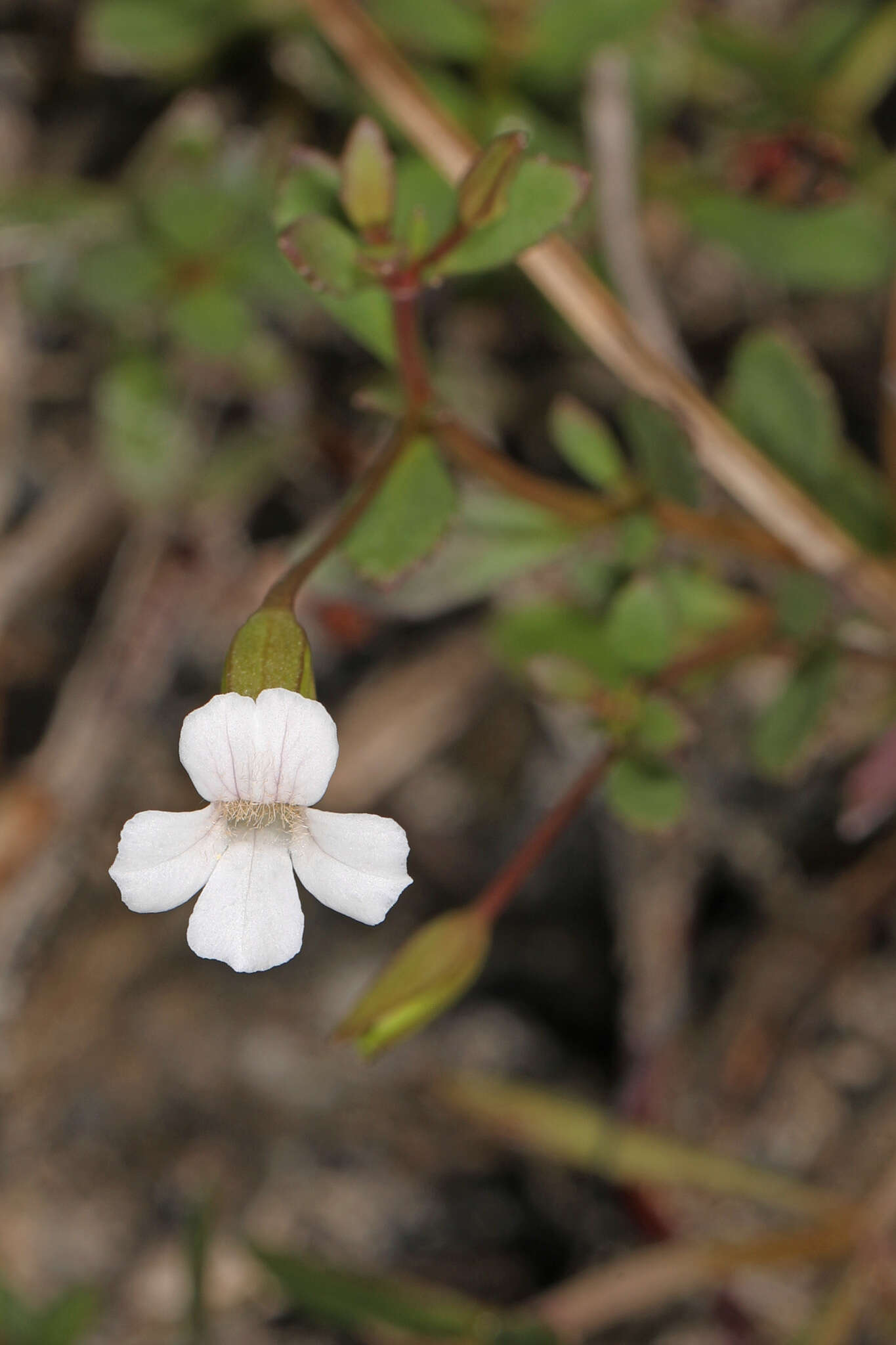 Mecardonia acuminata subsp. peninsularis (Pennell) R. A. Rossow resmi