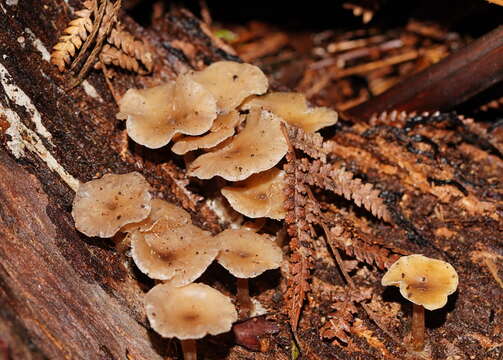 Image of Singerocybe clitocyboides (Cooke & Massee) Zhu L. Yang, J. Qin & Ratkowsky 2014