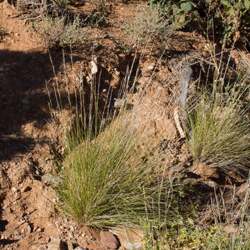 Image of Aristida nitidula (Henrard) S. T. Blake