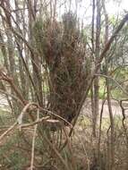 Imagem de Casuarina glauca Sieber