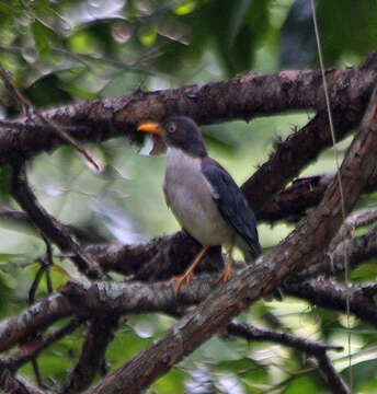 Image of Plumbeous-backed Thrush