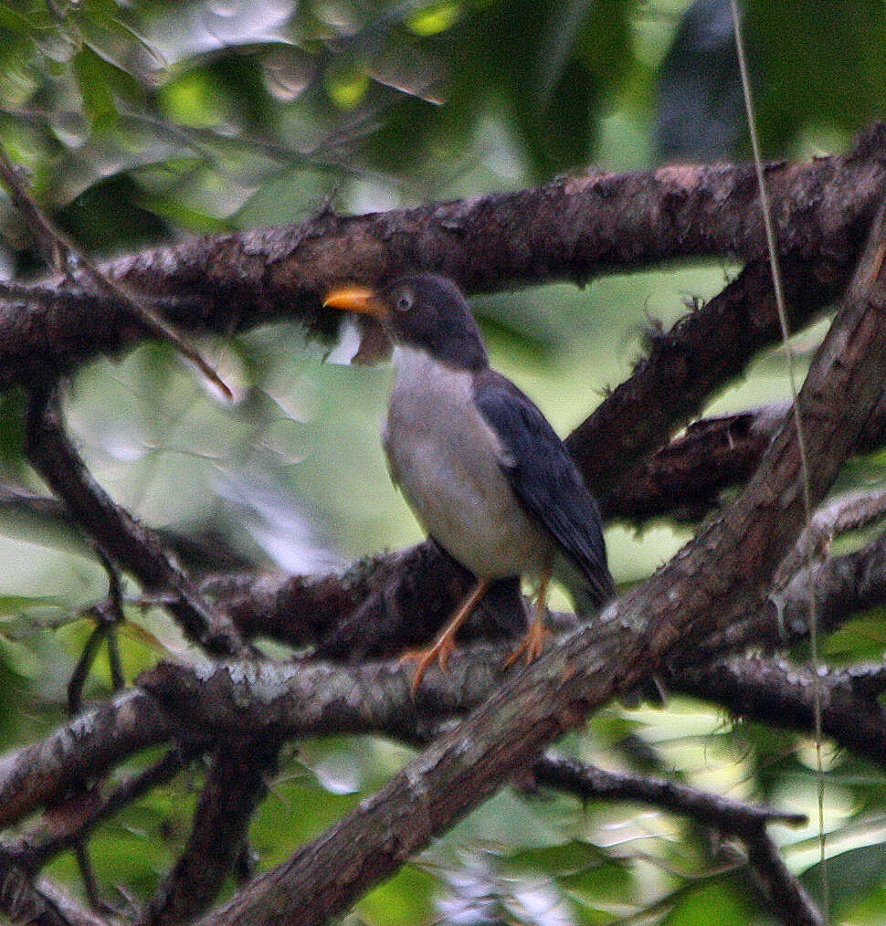 Imagem de Turdus reevei Lawrence 1869