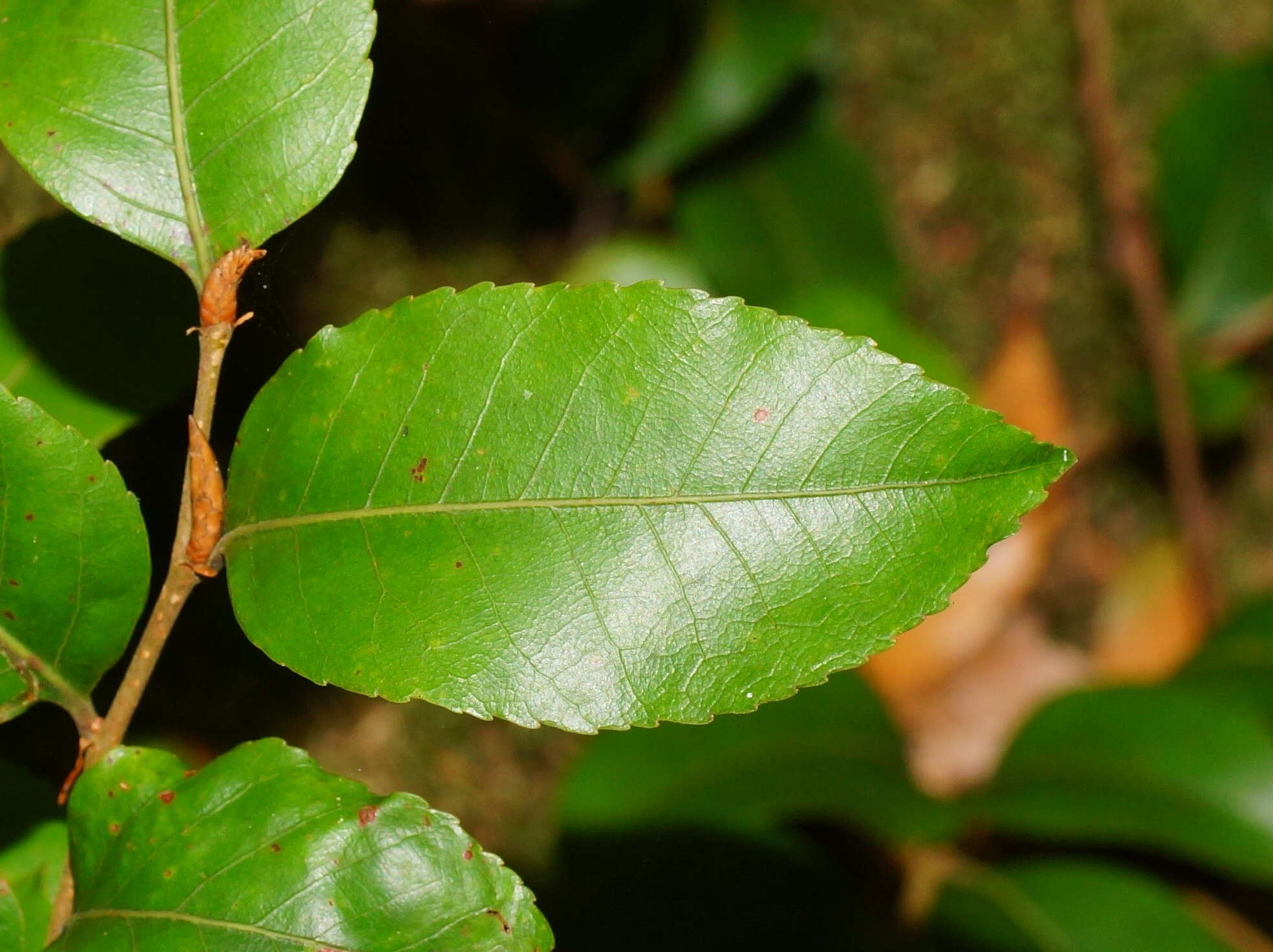 Imagem de Nothofagus moorei (F. Muell.) Krasser