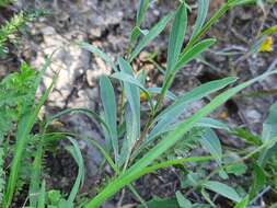 Image of Linum mucronatum subsp. armenum (Bordzil.) P. H. Davis