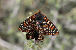 Plancia ëd Euphydryas chalcedona klotsi