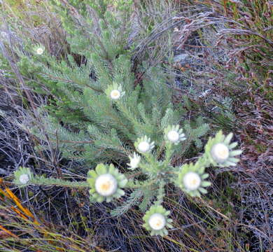 Image of Leucadendron singulare I. Williams