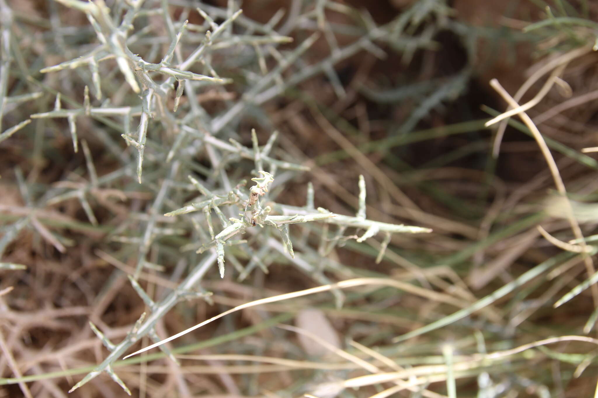 Image of Lactuca orientalis (Boiss.) Boiss.