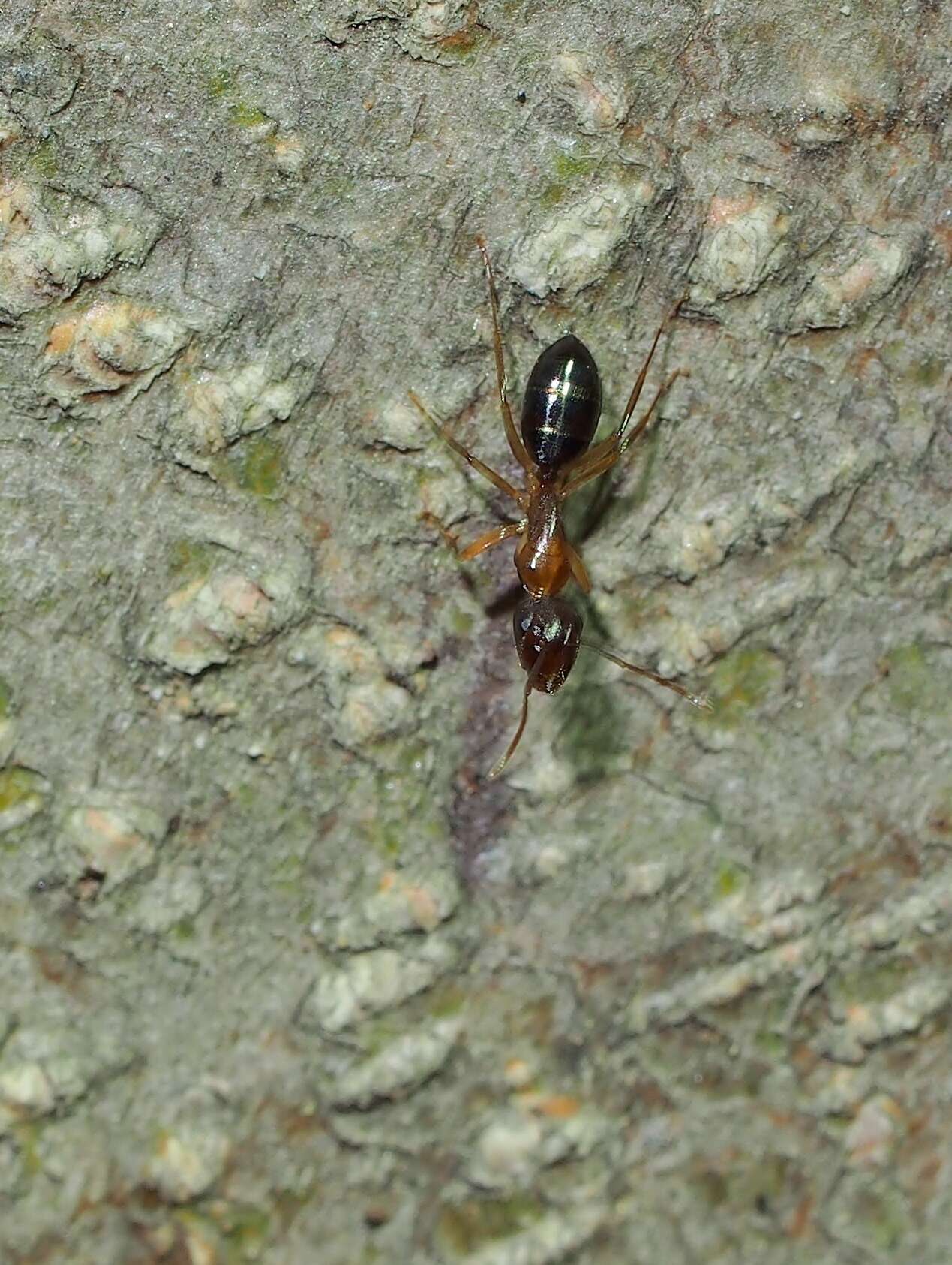 Image of Camponotus clarithorax Creighton 1950