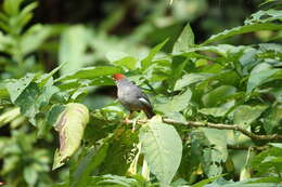 Image of Chestnut-capped Laughingthrush