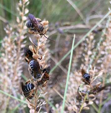 Image of Common Long-horned Bee