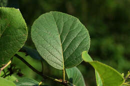 Image of Ehretia dicksonii Hance