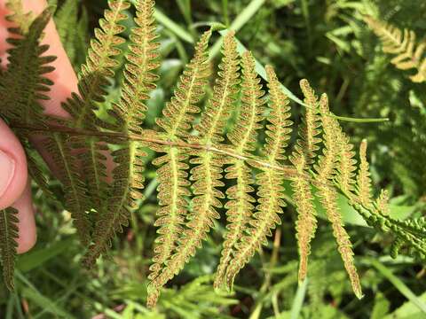 Image of eastern marsh fern