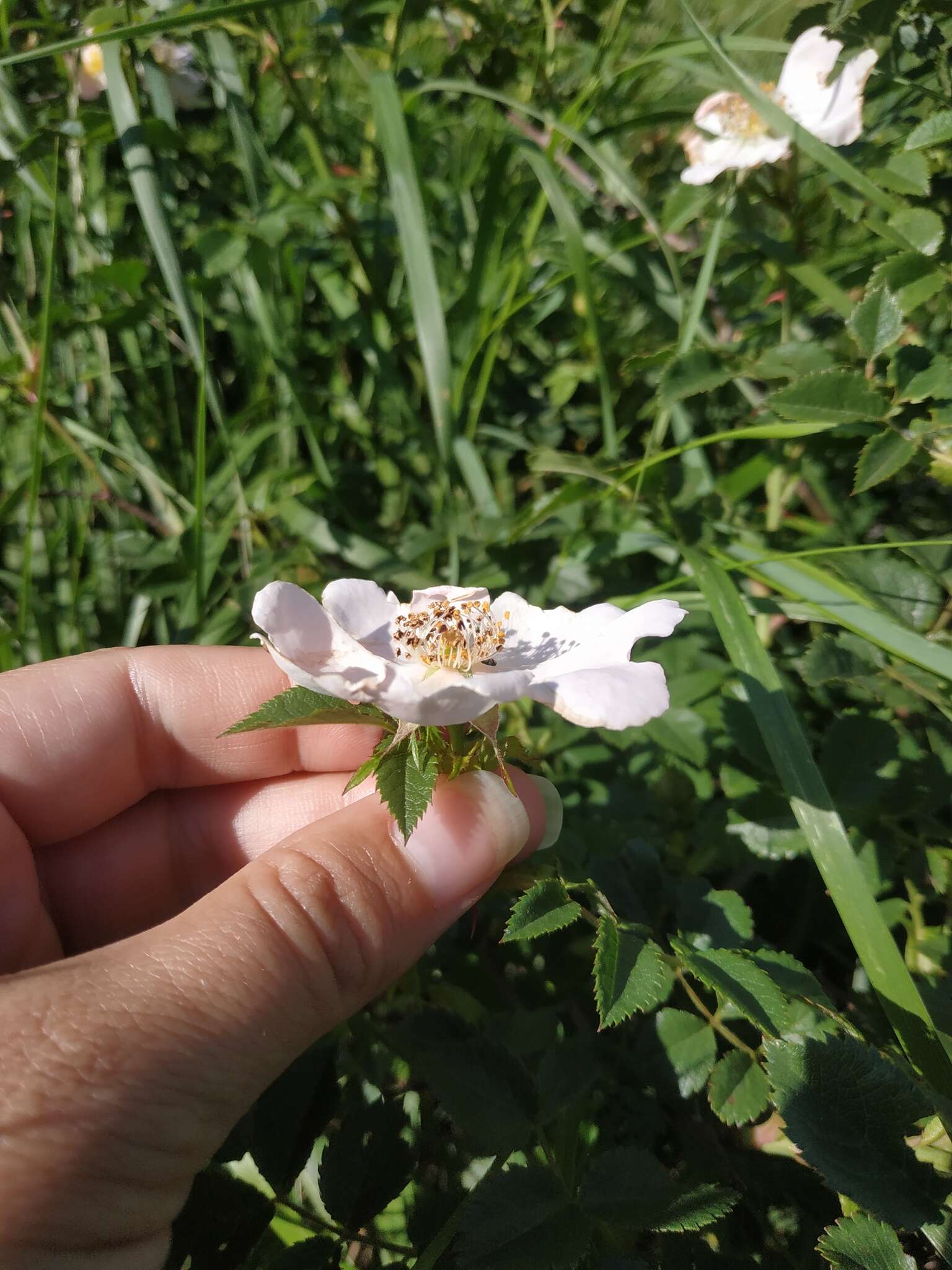 Image of Rosa andegavensis Bast.